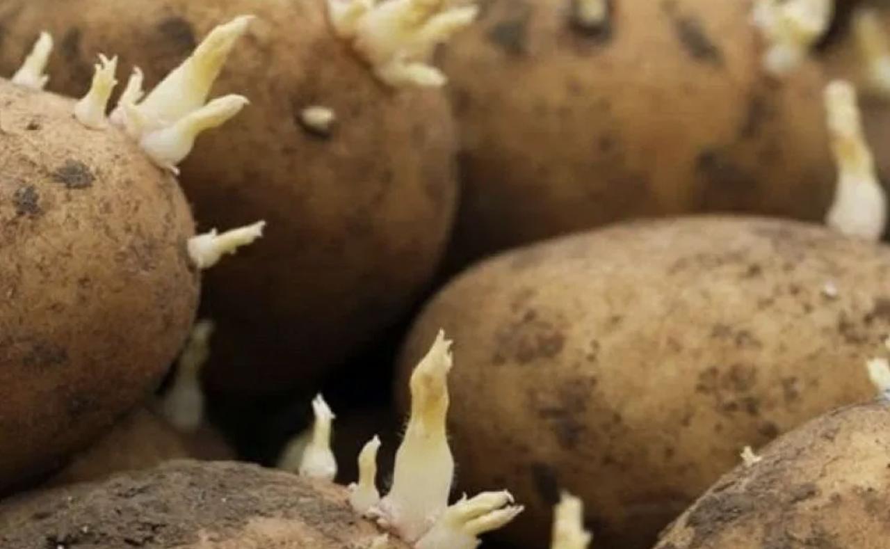 Patate con germogli - il risveglio della terra